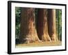 Giant Sequoia Trees in the Giant Forest in the Sequoia National Park, California, USA-Tomlinson Ruth-Framed Photographic Print