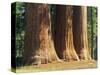 Giant Sequoia Trees in the Giant Forest in the Sequoia National Park, California, USA-Tomlinson Ruth-Stretched Canvas