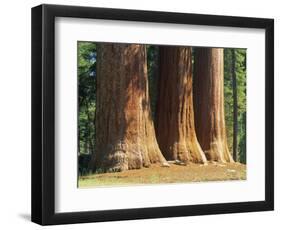 Giant Sequoia Trees in the Giant Forest in the Sequoia National Park, California, USA-Tomlinson Ruth-Framed Photographic Print