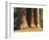 Giant Sequoia Trees in the Giant Forest in the Sequoia National Park, California, USA-Tomlinson Ruth-Framed Photographic Print