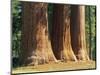 Giant Sequoia Trees in the Giant Forest in the Sequoia National Park, California, USA-Tomlinson Ruth-Mounted Photographic Print