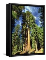 Giant Sequoia Trees, Mariposa Grove, Yosemite National Park, California, USA-Gavin Hellier-Framed Stretched Canvas