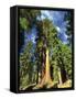 Giant Sequoia Trees, Mariposa Grove, Yosemite National Park, California, USA-Gavin Hellier-Framed Stretched Canvas