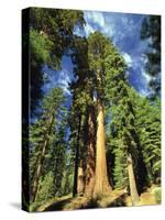 Giant Sequoia Trees, Mariposa Grove, Yosemite National Park, California, USA-Gavin Hellier-Stretched Canvas