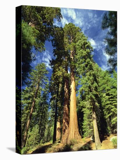 Giant Sequoia Trees, Mariposa Grove, Yosemite National Park, California, USA-Gavin Hellier-Stretched Canvas