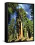 Giant Sequoia Trees, Mariposa Grove, Yosemite National Park, California, USA-Gavin Hellier-Framed Stretched Canvas