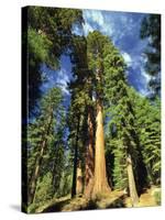 Giant Sequoia Trees, Mariposa Grove, Yosemite National Park, California, USA-Gavin Hellier-Stretched Canvas