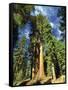 Giant Sequoia Trees, Mariposa Grove, Yosemite National Park, California, USA-Gavin Hellier-Framed Stretched Canvas