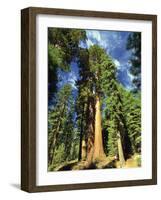 Giant Sequoia Trees, Mariposa Grove, Yosemite National Park, California, USA-Gavin Hellier-Framed Photographic Print