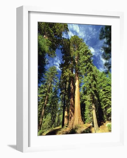 Giant Sequoia Trees, Mariposa Grove, Yosemite National Park, California, USA-Gavin Hellier-Framed Photographic Print