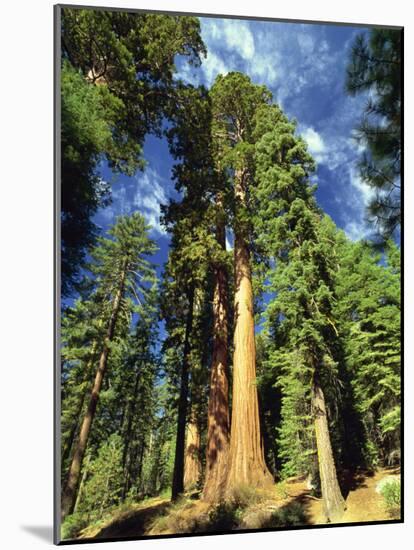 Giant Sequoia Trees, Mariposa Grove, Yosemite National Park, California, USA-Gavin Hellier-Mounted Photographic Print