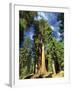Giant Sequoia Trees, Mariposa Grove, Yosemite National Park, California, USA-Gavin Hellier-Framed Photographic Print