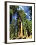 Giant Sequoia Trees, Mariposa Grove, Yosemite National Park, California, USA-Gavin Hellier-Framed Photographic Print