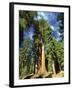 Giant Sequoia Trees, Mariposa Grove, Yosemite National Park, California, USA-Gavin Hellier-Framed Photographic Print