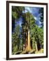 Giant Sequoia Trees, Mariposa Grove, Yosemite National Park, California, USA-Gavin Hellier-Framed Photographic Print