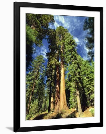 Giant Sequoia Trees, Mariposa Grove, Yosemite National Park, California, USA-Gavin Hellier-Framed Photographic Print