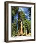 Giant Sequoia Trees, Mariposa Grove, Yosemite National Park, California, USA-Gavin Hellier-Framed Photographic Print