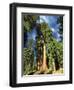 Giant Sequoia Trees, Mariposa Grove, Yosemite National Park, California, USA-Gavin Hellier-Framed Photographic Print