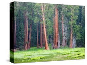 Giant Sequoia Trees, Round Meadow, Sequoia National Park, California, USA-Jamie & Judy Wild-Stretched Canvas