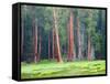 Giant Sequoia Trees, Round Meadow, Sequoia National Park, California, USA-Jamie & Judy Wild-Framed Stretched Canvas