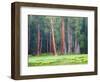 Giant Sequoia Trees, Round Meadow, Sequoia National Park, California, USA-Jamie & Judy Wild-Framed Photographic Print