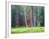 Giant Sequoia Trees, Round Meadow, Sequoia National Park, California, USA-Jamie & Judy Wild-Framed Photographic Print