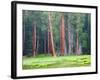 Giant Sequoia Trees, Round Meadow, Sequoia National Park, California, USA-Jamie & Judy Wild-Framed Photographic Print