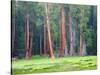 Giant Sequoia Trees, Round Meadow, Sequoia National Park, California, USA-Jamie & Judy Wild-Stretched Canvas