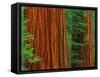 Giant Sequoia Trunks in Forest, Yosemite National Park, California, USA-Adam Jones-Framed Stretched Canvas