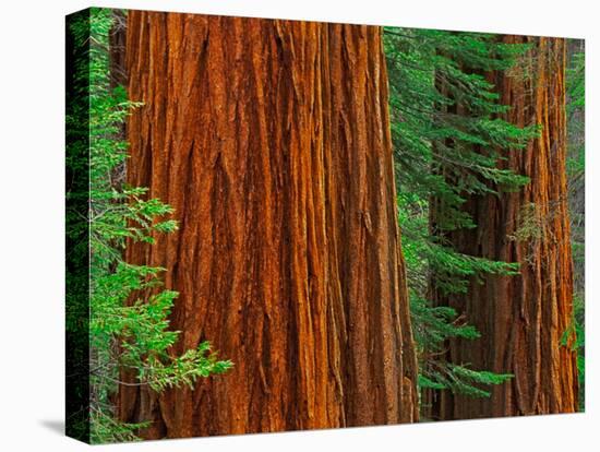 Giant Sequoia Trunks in Forest, Yosemite National Park, California, USA-Adam Jones-Stretched Canvas