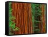 Giant Sequoia Trunks in Forest, Yosemite National Park, California, USA-Adam Jones-Framed Stretched Canvas