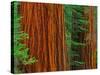Giant Sequoia Trunks in Forest, Yosemite National Park, California, USA-Adam Jones-Stretched Canvas