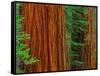 Giant Sequoia Trunks in Forest, Yosemite National Park, California, USA-Adam Jones-Framed Stretched Canvas