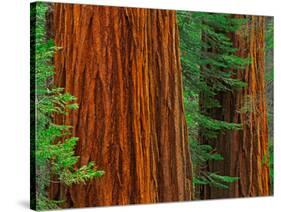 Giant Sequoia Trunks in Forest, Yosemite National Park, California, USA-Adam Jones-Stretched Canvas