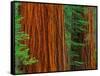 Giant Sequoia Trunks in Forest, Yosemite National Park, California, USA-Adam Jones-Framed Stretched Canvas