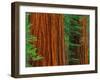 Giant Sequoia Trunks in Forest, Yosemite National Park, California, USA-Adam Jones-Framed Premium Photographic Print