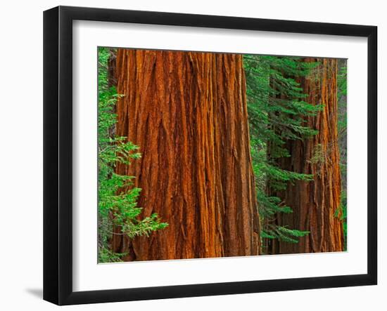 Giant Sequoia Trunks in Forest, Yosemite National Park, California, USA-Adam Jones-Framed Premium Photographic Print