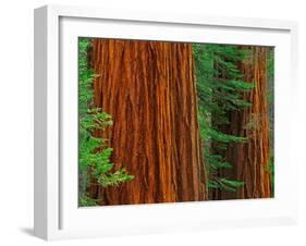 Giant Sequoia Trunks in Forest, Yosemite National Park, California, USA-Adam Jones-Framed Premium Photographic Print