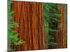 Giant Sequoia Trunks in Forest, Yosemite National Park, California, USA-Adam Jones-Mounted Premium Photographic Print