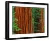 Giant Sequoia Trunks in Forest, Yosemite National Park, California, USA-Adam Jones-Framed Photographic Print