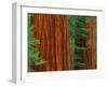 Giant Sequoia Trunks in Forest, Yosemite National Park, California, USA-Adam Jones-Framed Photographic Print