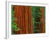 Giant Sequoia Trunks in Forest, Yosemite National Park, California, USA-Adam Jones-Framed Photographic Print