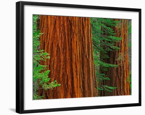 Giant Sequoia Trunks in Forest, Yosemite National Park, California, USA-Adam Jones-Framed Photographic Print