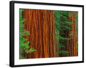 Giant Sequoia Trunks in Forest, Yosemite National Park, California, USA-Adam Jones-Framed Photographic Print