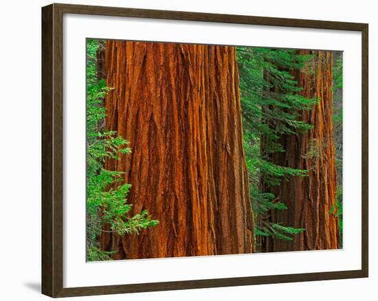 Giant Sequoia Trunks in Forest, Yosemite National Park, California, USA-Adam Jones-Framed Photographic Print