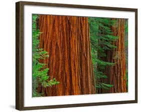 Giant Sequoia Trunks in Forest, Yosemite National Park, California, USA-Adam Jones-Framed Photographic Print