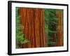 Giant Sequoia Trunks in Forest, Yosemite National Park, California, USA-Adam Jones-Framed Photographic Print