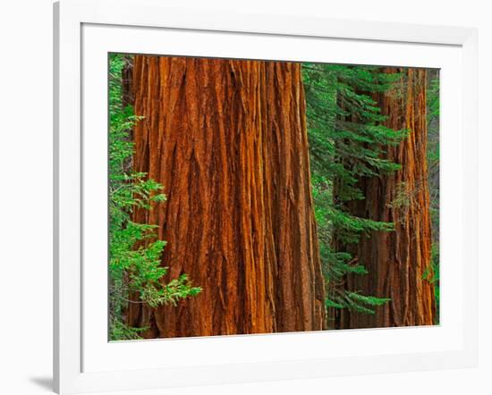 Giant Sequoia Trunks in Forest, Yosemite National Park, California, USA-Adam Jones-Framed Photographic Print