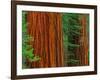 Giant Sequoia Trunks in Forest, Yosemite National Park, California, USA-Adam Jones-Framed Photographic Print