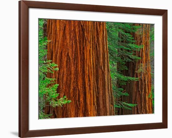 Giant Sequoia Trunks in Forest, Yosemite National Park, California, USA-Adam Jones-Framed Photographic Print